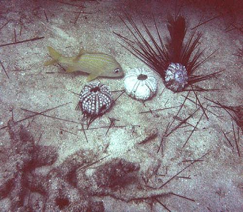 Reef killer 4 - Reef mortality after massive sea urchin (Diadema) die-off 1983, Florida Keys.  © Billy Causey